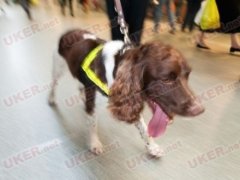 英国机场花百万英镑训练缉毒犬 行前检查好随身