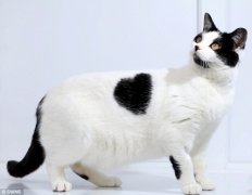 英国可爱流浪猫背上的毛呈罕见心形（图）