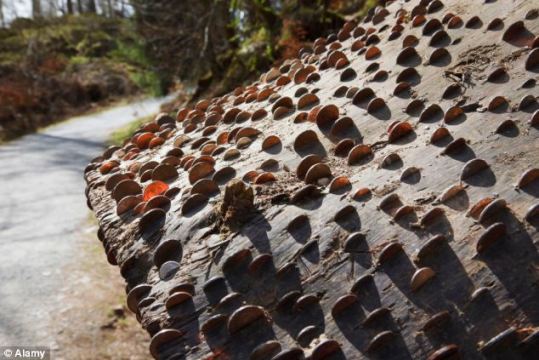  当地居民调查发现，古人认为将硬币砸进树干可消灾转运，所以诞生了一棵棵“摇钱树”。