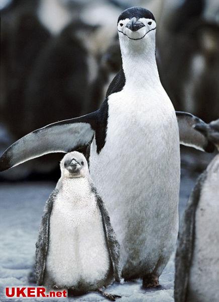 温馨的企鹅一家 图片来源：中国日报网