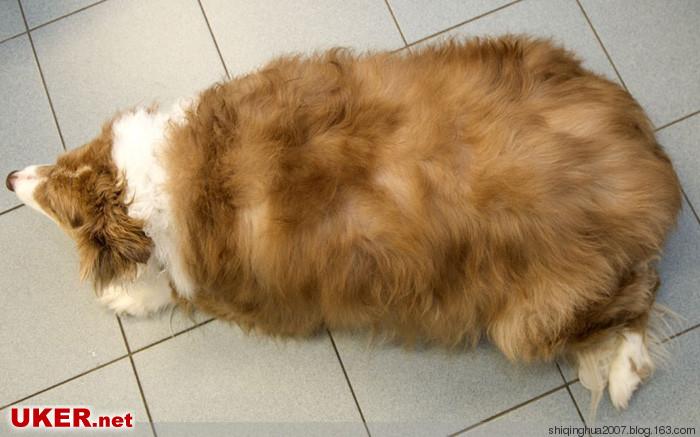 英国举办宠物减肥大赛，超重猫狗兔比瘦身（组图） - 刻薄嘴 - 刻薄嘴de图乐志：看世界