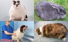 英国举办宠物减肥大赛，超重宠物比瘦身(图)