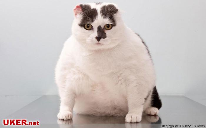 英国举办宠物减肥大赛，超重猫狗兔比瘦身（组图） - 刻薄嘴 - 刻薄嘴de图乐志：看世界