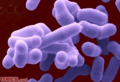 英国大学研究发现：细菌是地球最后生物
