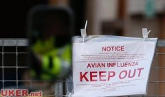 英格兰约克郡发现禽流感病例 系6年来首次