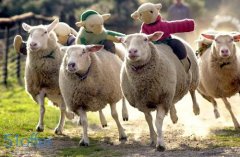 英国也有“羊羊运动会” 小羊背娃娃一路狂奔