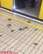 大闸蟹入侵英国火车站 中国网友：清蒸还是香辣