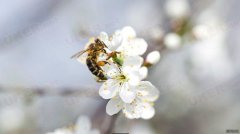 英国花粉过敏高发季节 留学生如何应付？