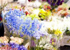 在英留学生，周日去逛美丽的花市吧！