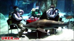 伦敦水族馆举办“鲨鱼茶会”