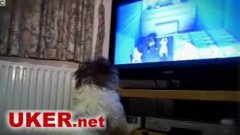 英推出专为狗制作的电视广告