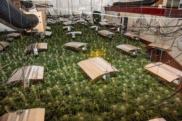2441万的大麻厂被英警方端了！2千株“大麻海”惊掉警察下巴
