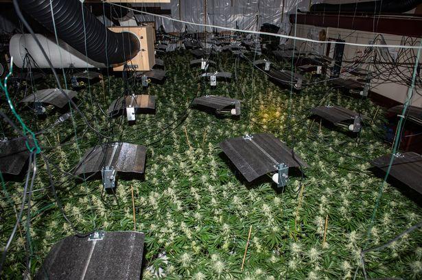 2441万的大麻厂被英警方端了！2千株“大麻海”惊掉警察下巴