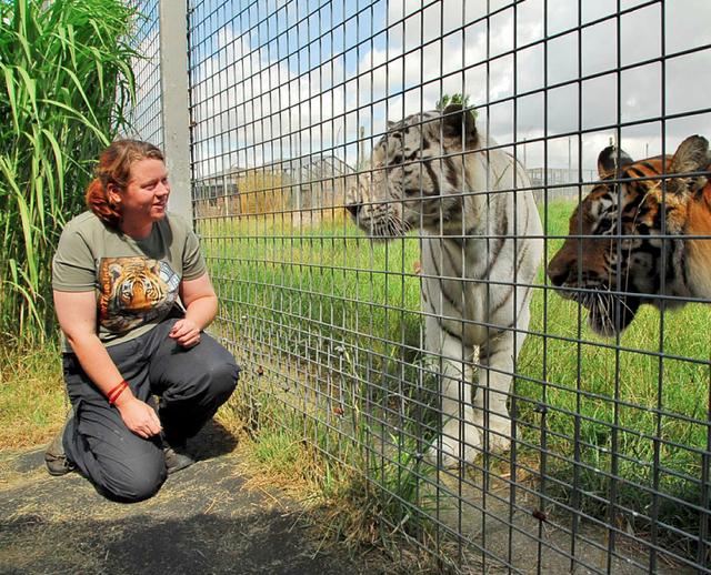 英国动物园女管理员清理老虎尿渍，被老虎突袭多处受伤当场惨死