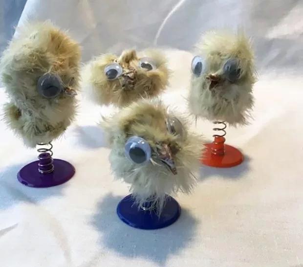 英国男子用活小鸡头制作饰品用以防盗引发热议，每个售价近百元