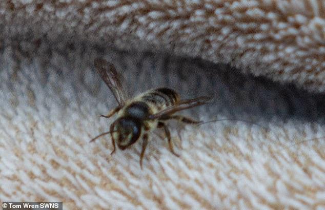 怕本土蜜蜂毁灭，英国政府部门全力“追杀”一只蜜蜂：必须摧毁
