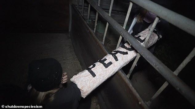 英国一群黑衣人戴面巾冲进工厂，把自己拴机器上：我们来救小动物