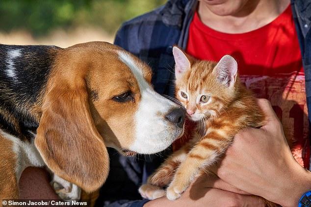 英母猎犬异常喜欢小猫变身“代孕妈妈”，未生子竟能自产母乳喂养