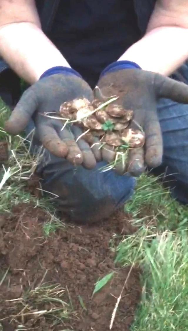 天降横财！英国男子帮朋友找戒指，意外翻到一堆古币，价值近百万