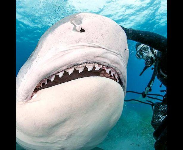 英国男子潜水失踪疑被鲨鱼袭击咬死，戴戒指断手在虎鲨体内被发现