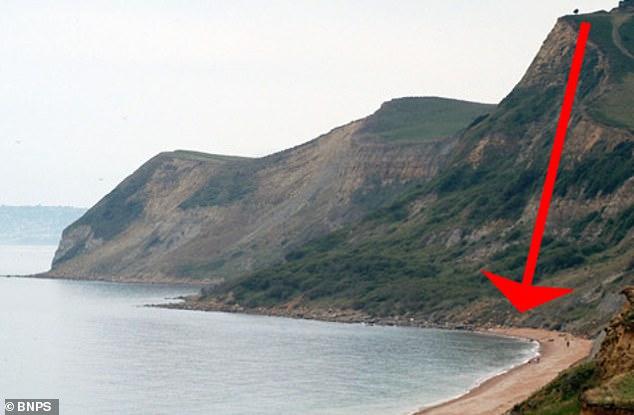强！英国狗狗从150米高悬崖跌落，靠吃海藻舔岩石撑了45天才获救