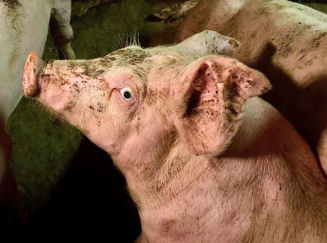 英农场上演“猪吃猪”惨剧，弱小者腿露大洞遭群猪啃食，默默流泪