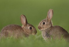 英兽医协会称兔子必须成对卖，网友炸了：养两