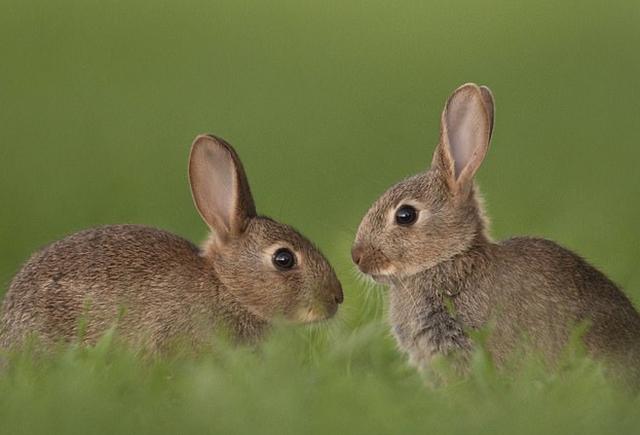 英兽医协会称兔子必须成对卖，网友炸了：养两只简直“毁天灭地”