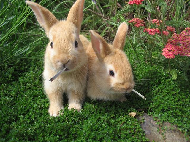 英兽医协会称兔子必须成对卖，网友炸了：养两只简直“毁天灭地”