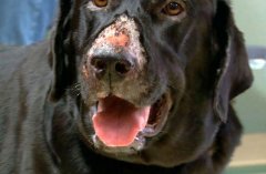 英国“犬类黑死病”蔓延，在所有犬种中传播，