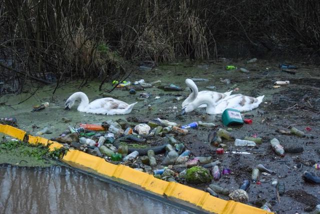 心痛！英国白天鹅在运河垃圾堆中觅食，昔日优雅高贵如今肮脏恶臭