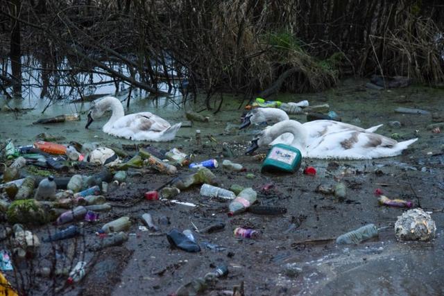心痛！英国白天鹅在运河垃圾堆中觅食，昔日优雅高贵如今肮脏恶臭