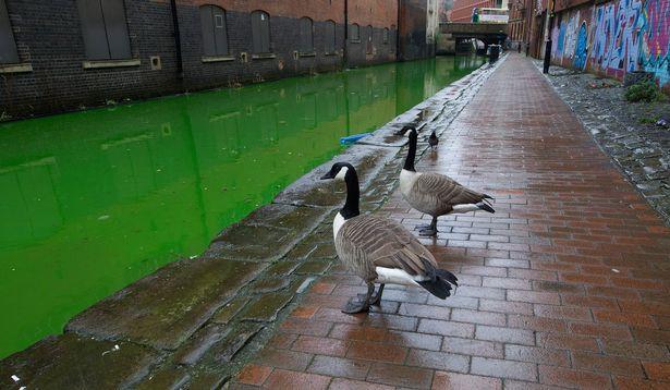 白毛浮绿水？英国运河一夜之间变成亮绿色，鸭鹅自在游泳场面诡异