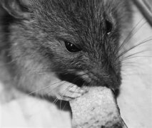 英国老鼠基因突变成“超级大鼠”，老鼠药都毒