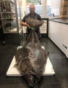 英国鱼贩喜获巨型比目鱼，80岁重268斤，果断切成