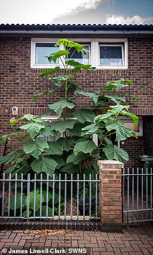 稀奇！英女子家门外长出巨型植物，越砍越长得快，高度超4米