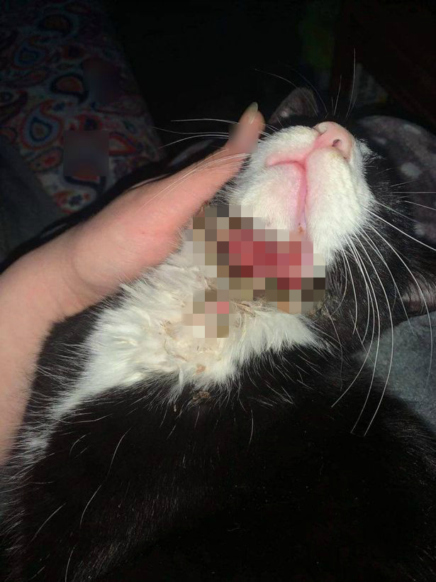 英小猫走失2周，遭人割喉存活：伤口笔直整齐，似被金属丝切割