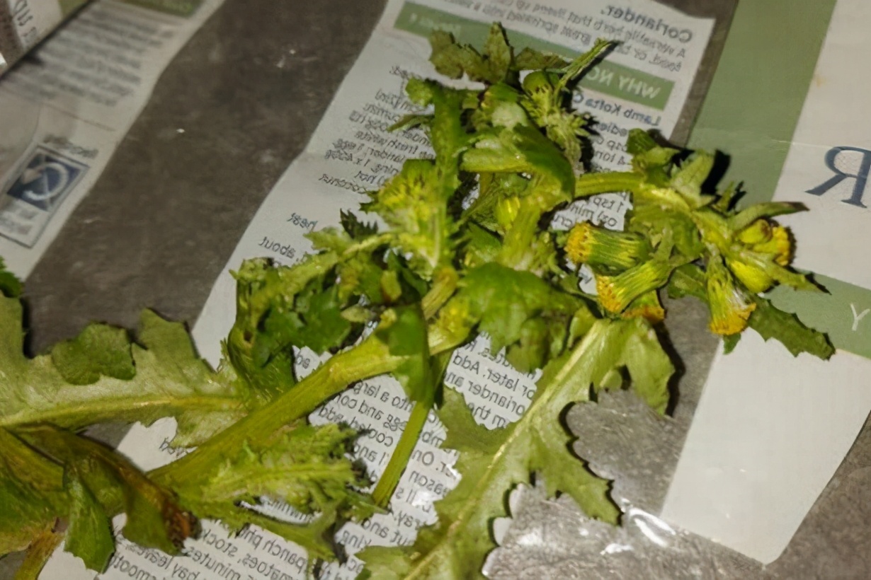 男子超市买香菜，回家发现里面掺有毒草，超市：嗯，补偿你8块
