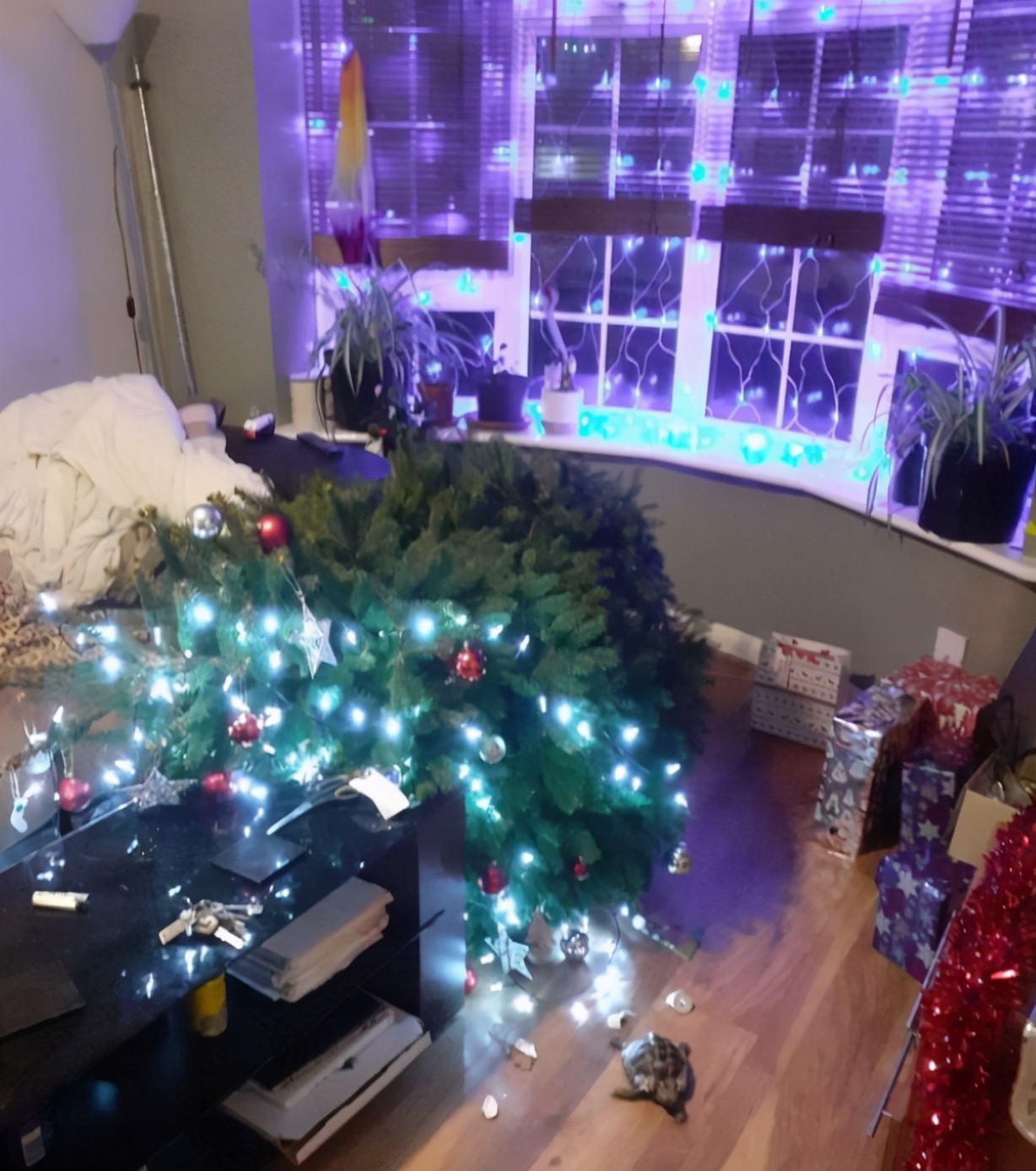 灾难！英主妇辛辛苦苦布置好圣诞树，却被乌龟掀翻，屋内一片狼藉