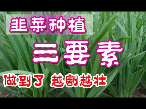 韭菜种植,如何让韭菜越割越壮,只需要做到这三点 (韭菜盒子的制作)how to grow chives