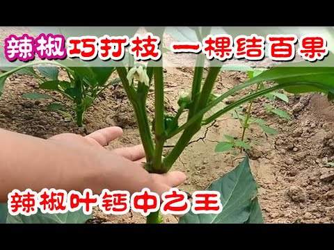辣椒这样打枝,一棵挂果上百个 | 钙中之王,你可能都做错了 Prune chilli