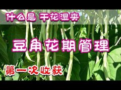 豆角的花期管理 | 第一次收获