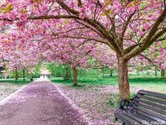 英国也能看樱花？3月/4月英国樱花季最全攻略！
