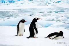 南极邮局招聘地球’最酷’职位：天寒地冻管收