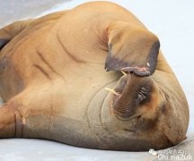 网红海象在挪威遭安泰死，当局称“危害人类平安“？网友怒了！