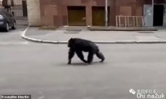 黑猩猩“越狱“出逃，豢养员耐烦挽劝，竟然真把它劝回去了！！