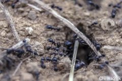 地球上有多少只蚂蚁？迷信家揭“天文级别“：最少2万兆只