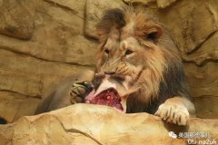 植物园的长颈鹿逝世，间接被喂给狮子当饲料???…网友吵翻！