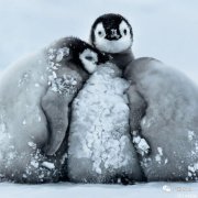 世界上最酷的任务！南极洲招人“数企鹅”，没wifi还得给企鹅铲屎，却有6000人抢着去！