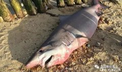 珍稀沙鱼搁浅死在海滩，惨被民众分尸砍头？！迷信家：让咱们先看看求求了！